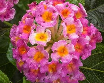 Bandolero Pink Lantana Camara Flowers-Natural Mosquito Repellant-Attracts Hummingbirds & Butterflies-in 3.5 inch Pots, you choose amount