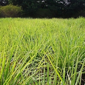 Lemongrass PlantContainer in 2.25 Inch Size Also known as Fever Grass, Cymbopogon Citratus image 1