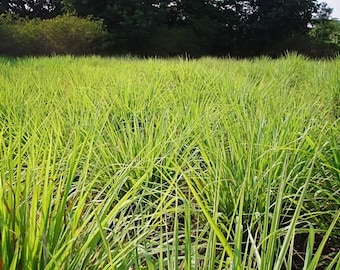 Lemongrass Plant--Container in 2.25 Inch Size! Also known as Fever Grass, Cymbopogon Citratus