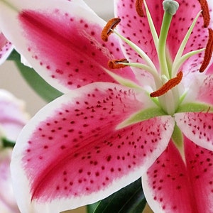 May include: A close-up of a pink lily with white edges and dark pink spots. The lily has a green stem and orange pollen.