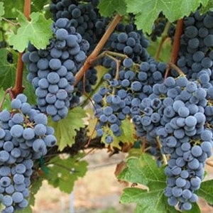 May include: Close-up of a bunch of dark blue grapes hanging from a vine. The grapes are plump and juicy, with a slightly fuzzy skin.