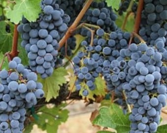 Concord Grape Vines, Bareroot good sized roots! Free shipping, you choose amount!