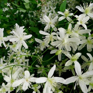 Clematis 'Sweet Autumn' in a 4" pot-- You Choose Amount!!!