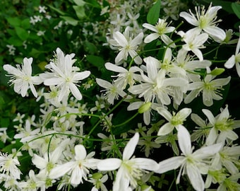 Clematis 'Sweet Autumn' in a 4" pot-- You Choose Amount!!!