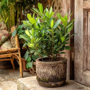 May include: A potted plant with vibrant green leaves sits in a rustic, textured pot. The pot has a bark-like appearance and is placed on a concrete step near a wooden door. A wicker chair is visible in the background.