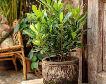 Laurus nobilis - 'Bay Leaf Tree' - Bay Laurel or Sweet Bay - Live Plant, 4 inch sized pot