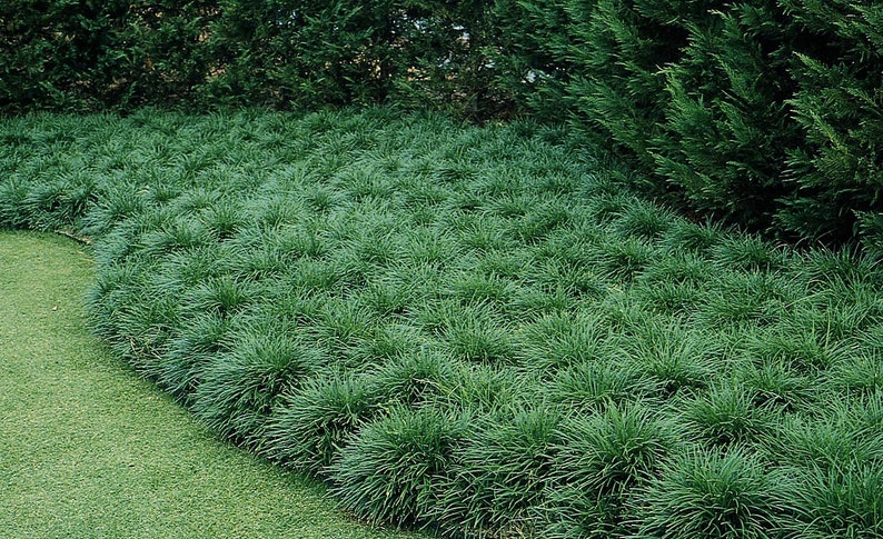 3 Mondo Grass/ Ophiopogon japonicus dans un pot de 4 pouces, beau et plein, bien enraciné image 1