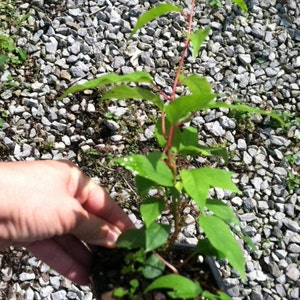 4 Hardy Kiwi Plants One Ananasnaya, Two Ken's Red, and one Male Pollinaterall in 4 Inch Cups/ Kiwi Aruguta image 4