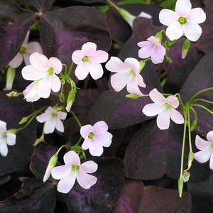 Rare 'Purple Rain' Shamrock Bulbs - Easy Houseplant - Oxalis - Bulbs