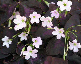 Rare 'Purple Rain' Shamrock Bulbs - Easy Houseplant - Oxalis - Bulbs