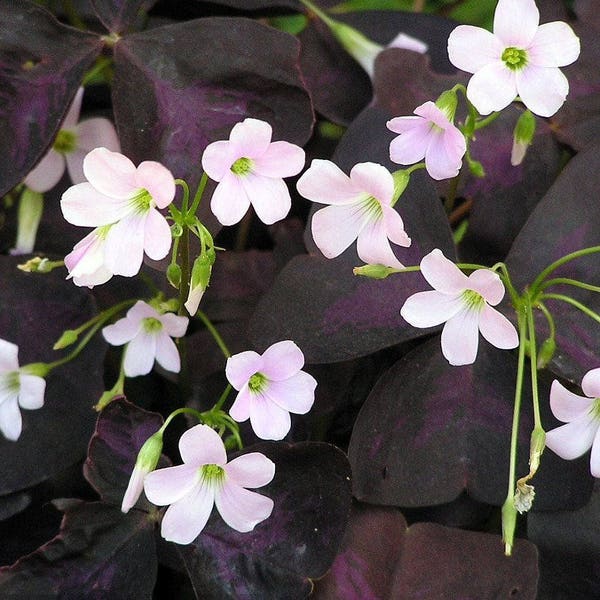 Rare Purple Shamrock....Oxalis. In 3.5 inch pot. Starter plant. Please do not order in extreme hot or cold.