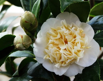 Jury Yellow Camellia in 4 inch pot *Cold and Heat Sensitive* Cannot Ship Out of the USA, free shipping, you choose amount!