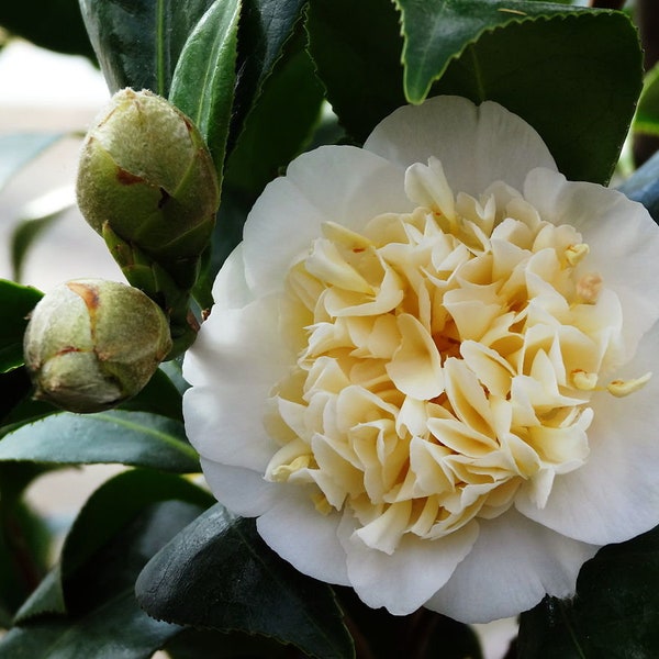 Jury Yellow Camellia in 4 inch pot *Cold and Heat Sensitive* Cannot Ship Out of the USA, free shipping, you choose amount!