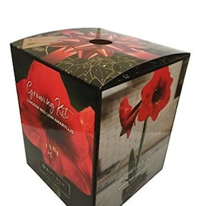 Indoor Amaryllis Kit - Red Lion - Deep Red--FREE SHIPPING!!