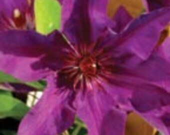 Clematis 'The President' in a 4" pot-- You Choose Amount!!!