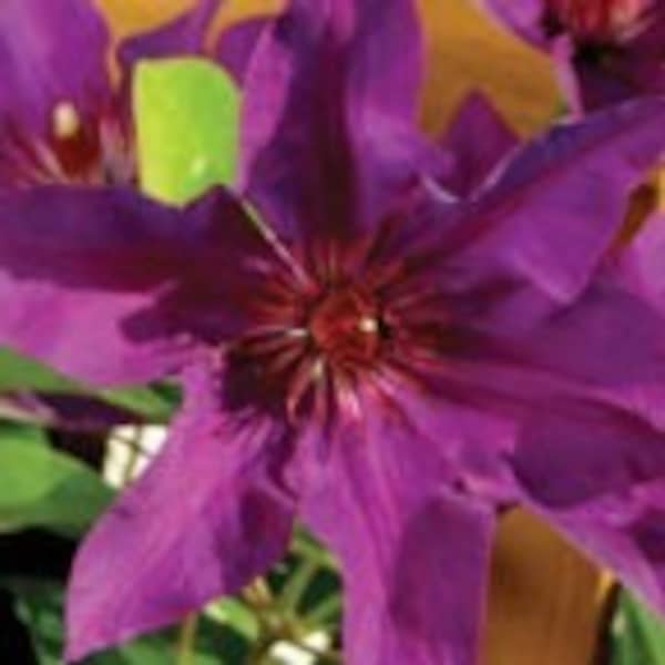 Clematis 'The President' in a 4" pot-- You Choose Amount!!!