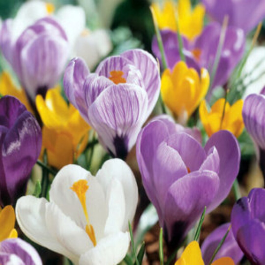 Jumbo Crocus Mixture Bulbs Fall Planting Free Shipping Etsy