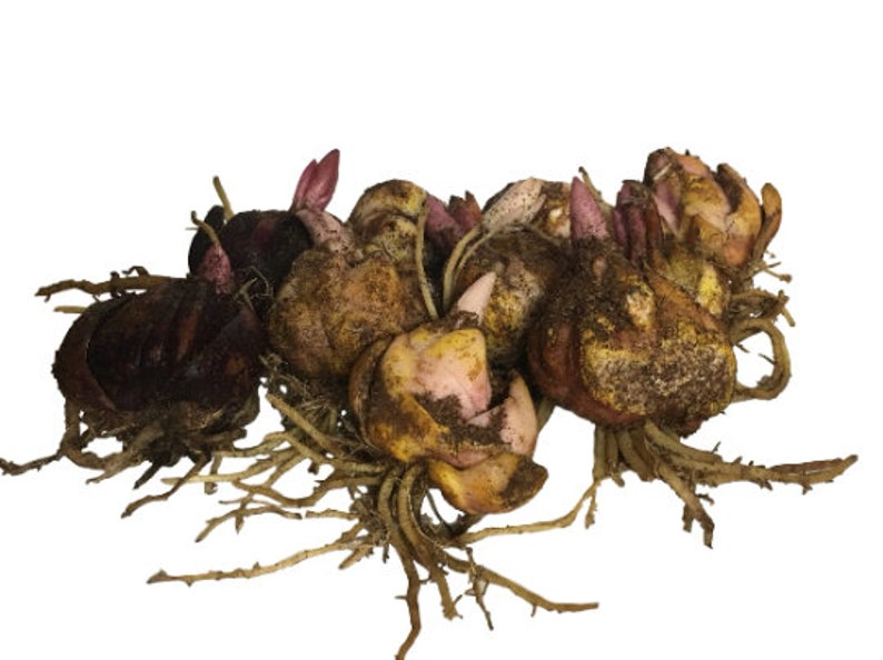 Puede incluir: Un grupo de bulbos marrones y amarillos con ra&iacute;ces, listos para plantar. Los bulbos tienen una textura rugosa y algunos tienen peque&ntilde;os brotes rosados.