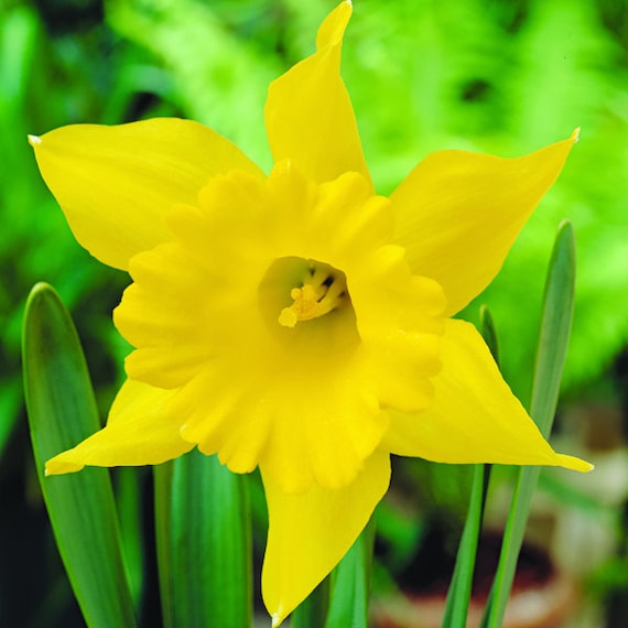 King Alfred - Daffodil Bulbs (Trumpet), Flower Bulbs