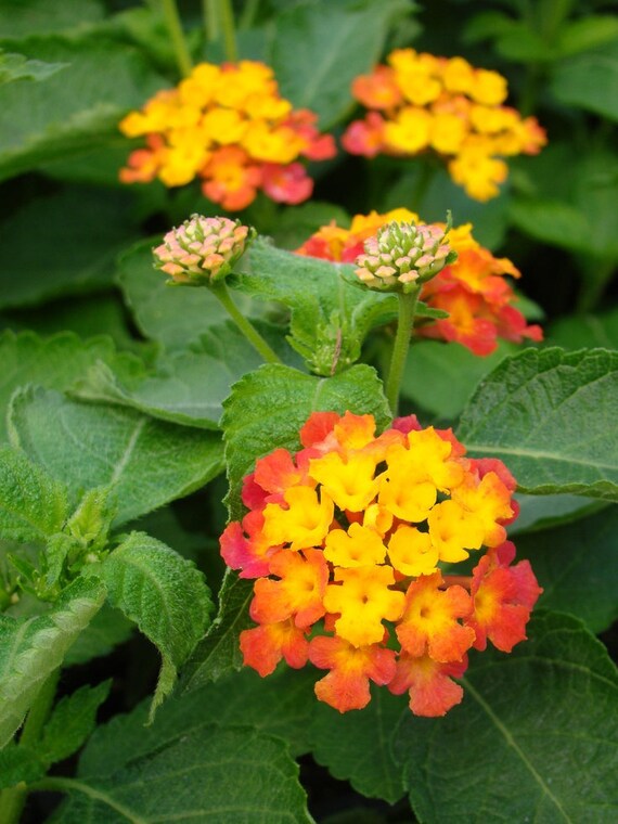 Confetti Lantana Camara Flowers Two 2 Live Plantsnatural Etsy