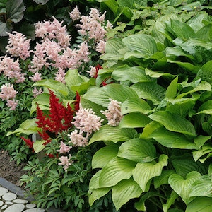 Royal Standard Hosta Bareroot, you choose amount, free shipping!