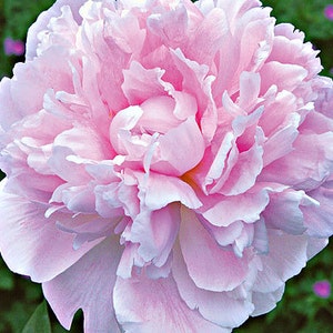 Sarah Bernhardt Bareroot Peony, 2-3 Eye, Great for Fall or Spring Planting Free Shipping image 1