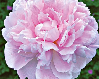 Sarah Bernhardt Bareroot Peony, 2-3 Eye, Great for Fall or Spring Planting! Free Shipping!!