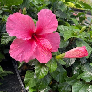 Tropical Hibiscus 'Salmon Rose' in a 4" Pot