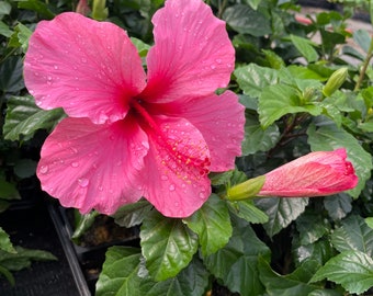 Tropical Hibiscus 'Salmon Rose' in a 4" Pot