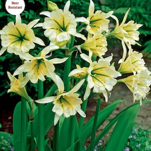 2 Bareroot Ismene Sulfer Queen Lily/ Spider Lily