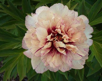 All That Jazz Itoh Peony: Big bareroot 2-3 eye-- Great for Spring or Fall Planting!