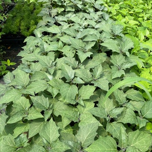 May include: A close-up view of a row of green leafy plants with large, pointed leaves. The plants are growing in a garden setting.