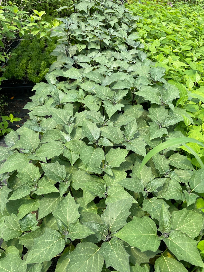 May include: A close-up view of a row of green leafy plants with large, pointed leaves. The plants are growing in a garden setting.