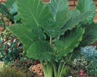 2 Upright Elephant Ears in 4 inch Containers. (2 Containers of Plants, one plant per pot)