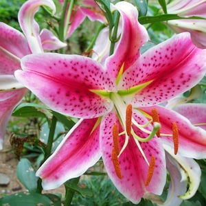 May include: A close-up of a pink lily with white edges and dark pink spots. The lily has a yellow center with orange pollen.