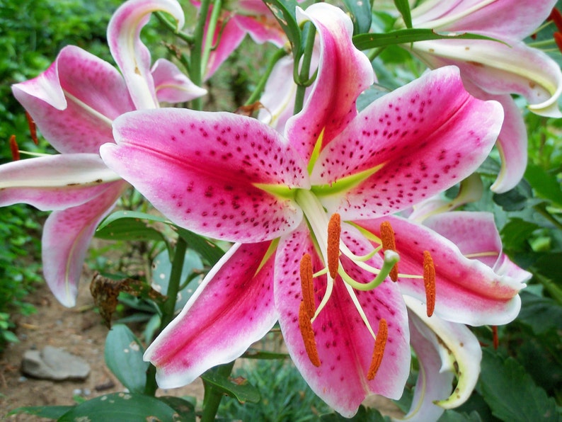May include: A close-up of a pink lily with white edges and dark pink spots. The lily has a yellow center with orange pollen.