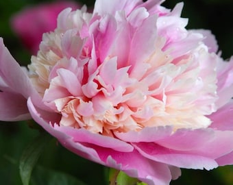 Whopper Bareroot Peony, 2-3 Eye, Great for Fall Planting!