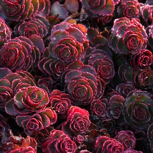 Dragon's Blood Sedum in 4 inch Containers-- This can be more green than red during certain times of the year.