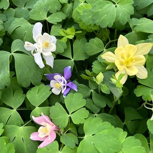 Aquilegia Canadensis &#39;Columbine Mix&#39; Plants in a 3.5&#39; Pot--Grow Your Own Wild, Nodding Columbine!!