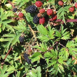 K&ouml;nnte beinhalten: Nahaufnahme eines Brombeerstrauchs mit reifen schwarzen und roten Beeren. Die Bl&auml;tter sind gr&uuml;n und die Stiele sind braun.