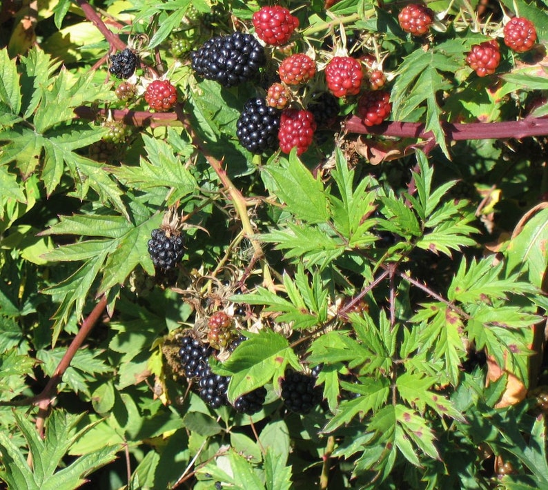 K&ouml;nnte beinhalten: Nahaufnahme eines Brombeerstrauchs mit reifen schwarzen und roten Beeren. Die Bl&auml;tter sind gr&uuml;n und die Stiele sind braun.