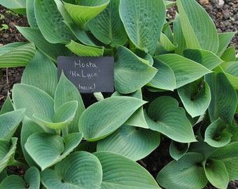 Halcyon Hosta Bareroot Plant