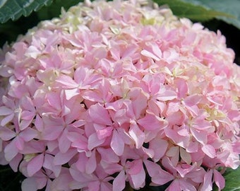 Hydrangea Inspire  - 4 Inch Starter Plant, this is an "End of the Season" price on these, get them at a Bargain!!