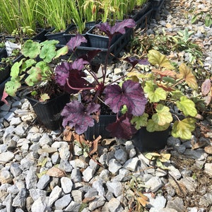 Mixed Heuchera in 3.5 inch pots, you choose amount We send out whatever is the prettiest at the time of order. image 6