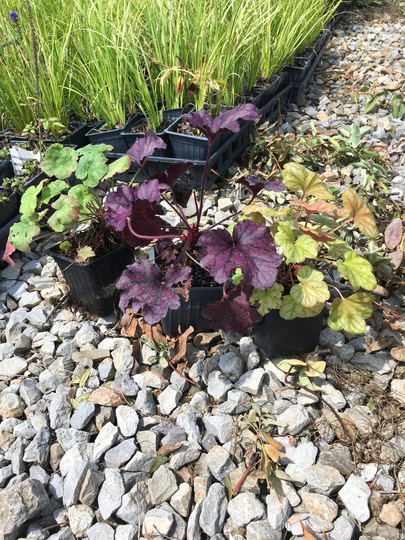 Mixed Heuchera in 3.5 inch pots, you choose amount We send out whatever is the prettiest at the time of order. image 6