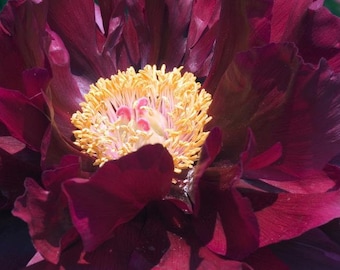 Black Beauty Bareroot Peony, 2-3 Eye, Great for Spring or Fall Planting!