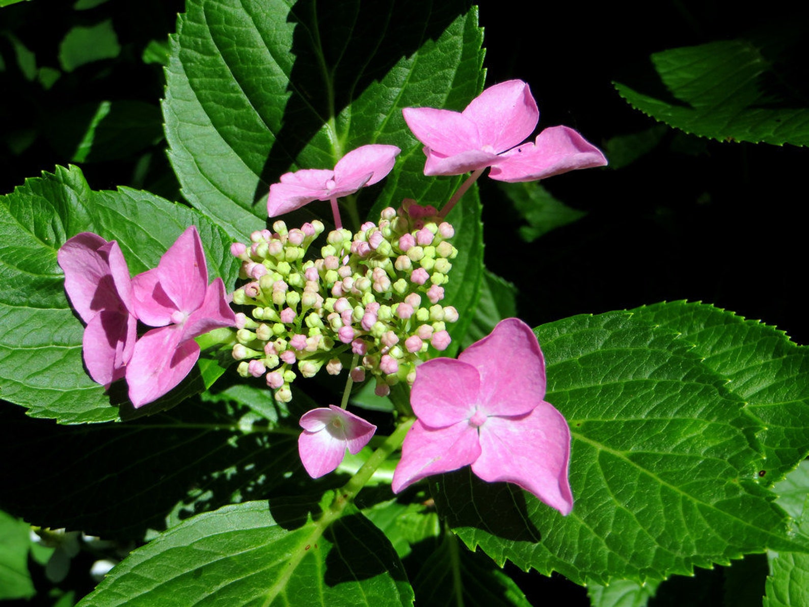 Hydrangea Arborescens Let's Dance Can Do 4 Inch Starter Etsy Hydrangea Arborescens Let's Dance Can Do 4 Inch Starter Etsy