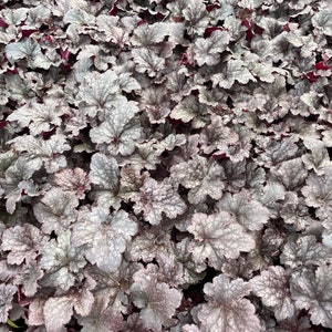 Plum Pudding Heuchera/ Coral Bells in 4 Inch PotGreat for Spring planting image 5