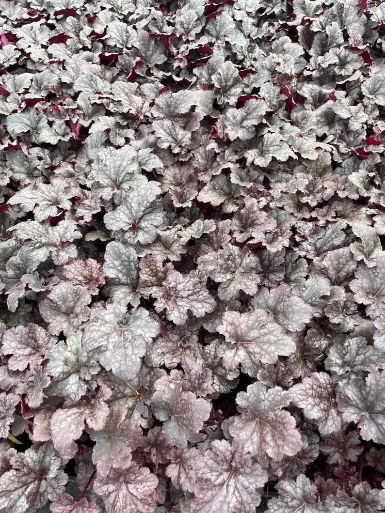 Plum Pudding Heuchera/ Coral Bells in 4 Inch PotGreat for Spring planting image 5