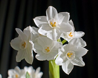 Inbal Paperwhites Bulbs 14-15cm- Indoor Narcissus: Perfect for forcing, not as strong smelling as zivas! FREE SHIPPING!!